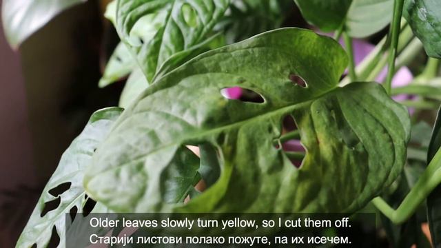 Monstera Monkey Leaf Update смотреть онлайн