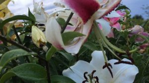 Лилия Robert Swanson(Lily Robert Swanson)