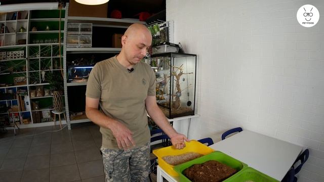 Бородатая агама. Содержание, условия, кормление, разведение и тд. смотреть онлайн