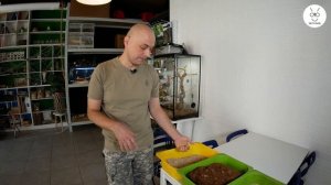 Бородатая агама. Содержание, условия, кормление, разведение и тд.