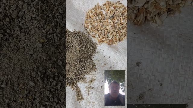 Ракушка для перепелов! Будьте бдительны! смотреть онлайн