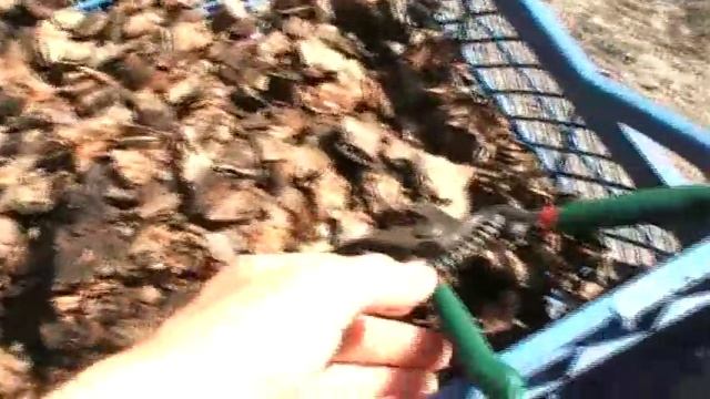 Как приготовить самому кору для орхидей.