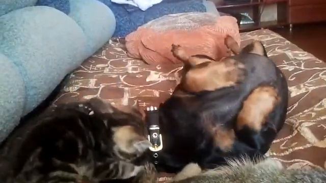 Живут как кошка с собакой)))) смотреть онлайн