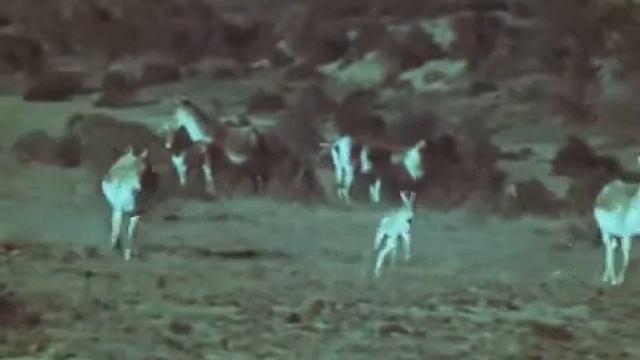 На острове Барсакелмес, Аральское море, 1978 год смотреть онлайн