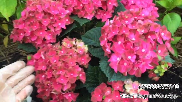 Обзор крупнолистной гортензии серии Рембрандт Россо Глори. Беларусь смотреть онлайн