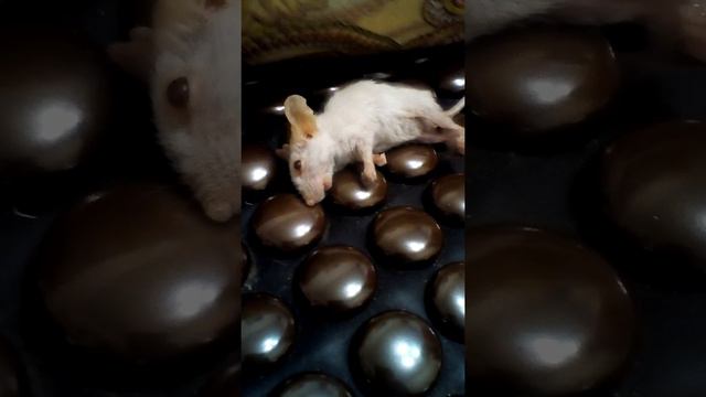 Смерть мыши смотреть онлайн