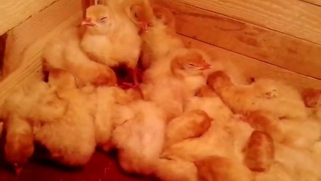 Цыплята индюков из инкубатора смотреть онлайн