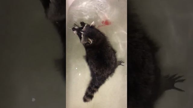 Енот плавает смотреть онлайн