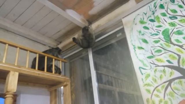 Дом ЕнОтА смотреть онлайн