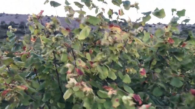 Фундук Трапезунд. Болезни фундука. Висарол от бактериальных и грибных болезней растений. Часть 1 смотреть онлайн