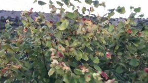 Фундук Трапезунд. Болезни фундука. Висарол от бактериальных и грибных болезней растений. Часть 1