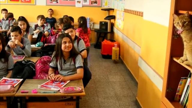 Бездомный КОТ каждый день приходил на урок математики. НО ЗАЧЕМ? смотреть онлайн