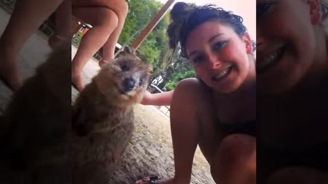 Quokka - selfie star! смотреть онлайн