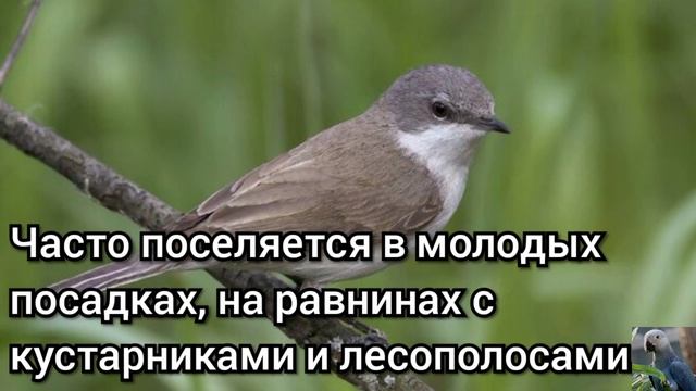 Славка-завирушка, или славка-мельничек (англ. Lesser whitethroat) смотреть онлайн