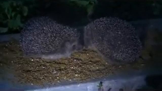 Ежи на птичьей кормушке смотреть онлайн