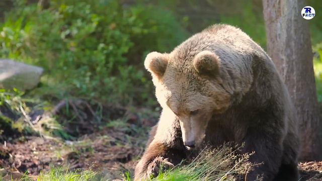 RUSSIA FACTS IN HINDI || लड़कियों की ज़्यादा आबादी वाला देश || RUSSIA FACTS AND INFORMATION