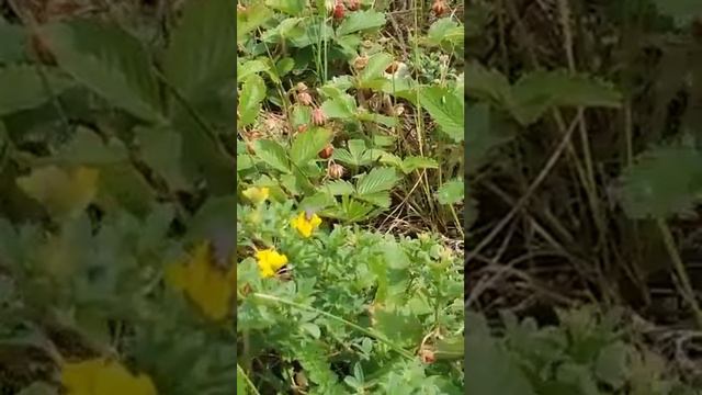 Поляна лесной земляники