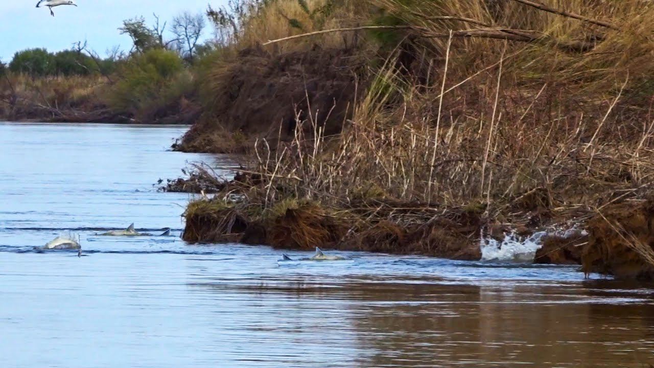 Что они творят !? Такого на рыбалке Я ещё не видел! Здесь СЕТИ не нужны смотреть онлайн