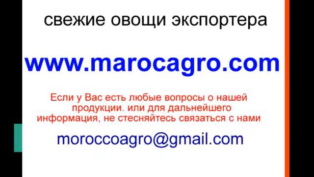 брокколи экспортер поставщик свежих овощей Марокко смотреть онлайн
