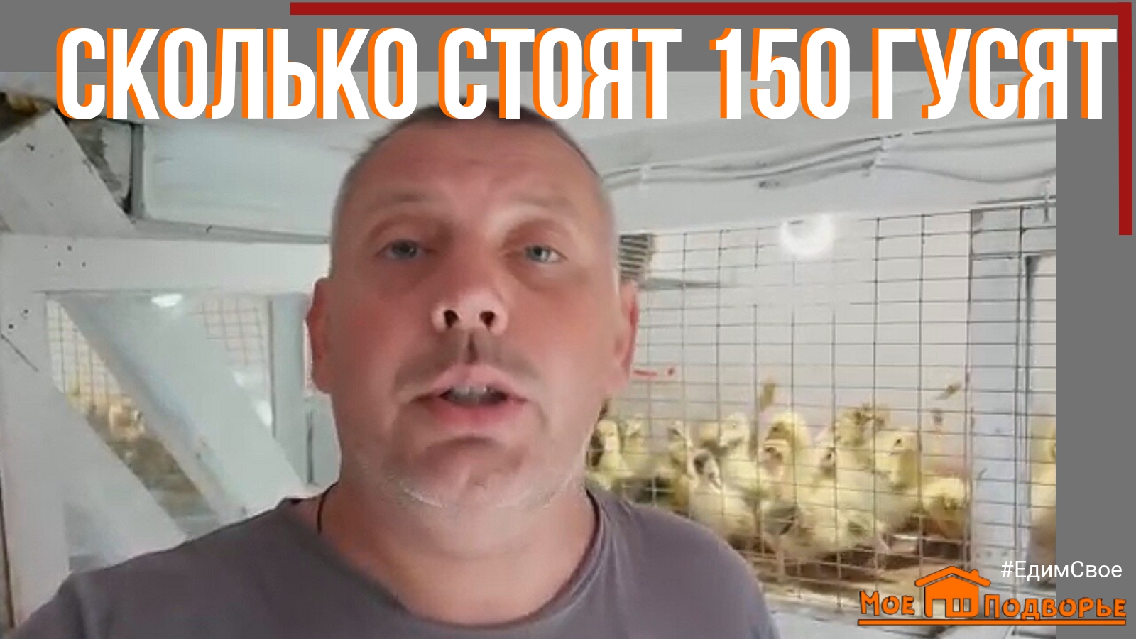 Сколько стоит суточный ГУСЕНОК