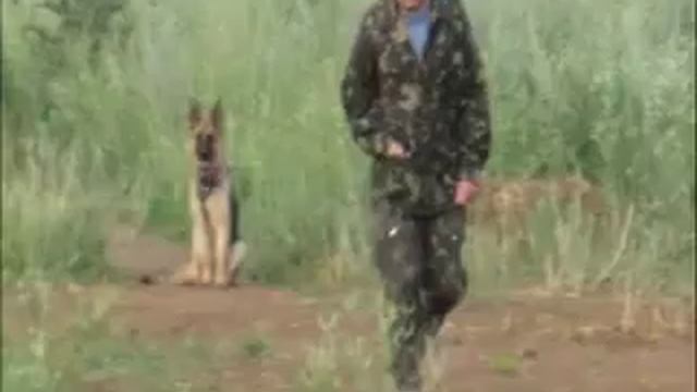 Профессиональная дрессировка собак Одесса пос Котовского т 0971468474; смотреть онлайн