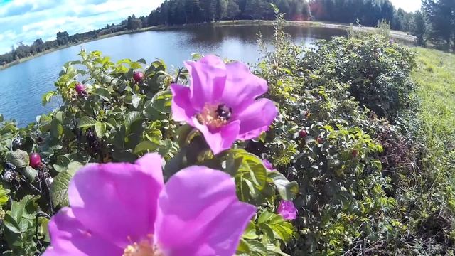 БНД: 19 - Прогулка в Каркино смотреть онлайн