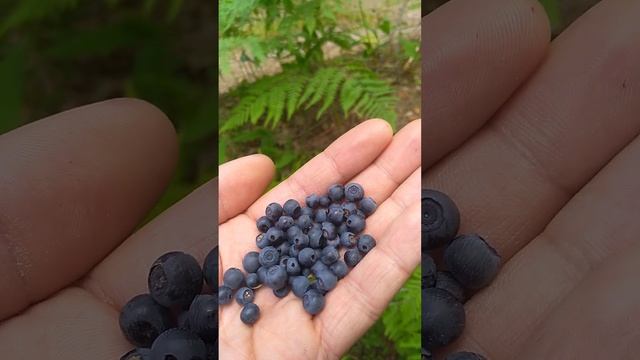 Собираем чернику смотреть онлайн