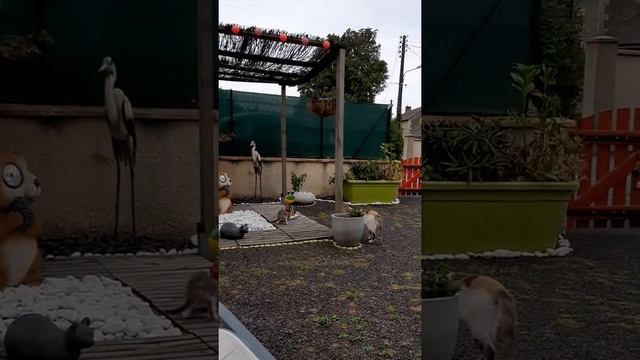 Cute family kitten game смотреть онлайн