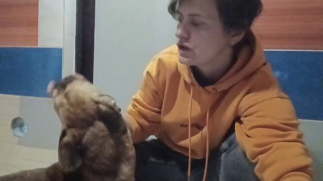 Собака-Чубака, весь в клещах и глистах...Что за зверь такой? Верновцы- помощь животным смотреть онлайн