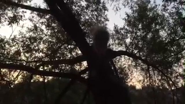 Собака лазит по дереву смотреть онлайн