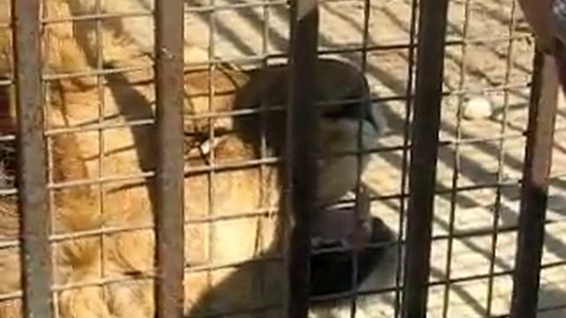 Лева смотреть онлайн