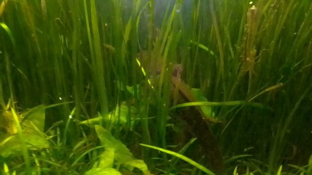 Аксолотли (родители)