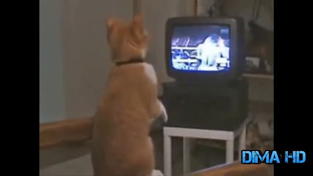 Самое угарное видео. Приколы про котов ! Попробуй не заржать ! смотреть онлайн