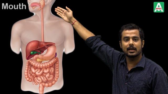 मानव आहार नाल - Human Alimentary Canal | Hindi Medium By Dr. Vishal Modi Si
