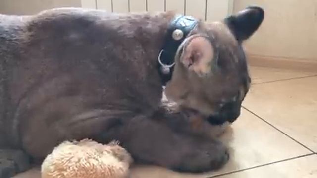 Puma PURRS / ПРОСТО ПУМА УРЧИТ 10 МИНУТ смотреть онлайн