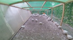 Я - фермер. Содержание перепелов в вольере.