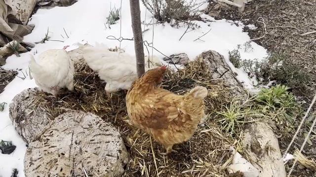 Как зимуют наши растения в Крыму Часть 2 смотреть онлайн