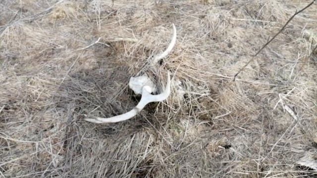 Поиск рогов лося. Май 2022. смотреть онлайн