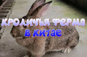 Кроличья ферма в Китае - сравни со своей; посмотри как это делают другие. Небольшой обзор