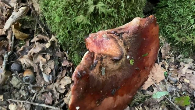 Fistulina hepatica (Печёночница обыкновенная), October 9, 2020 смотреть онлайн