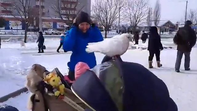 Голуби атакуют! смотреть онлайн