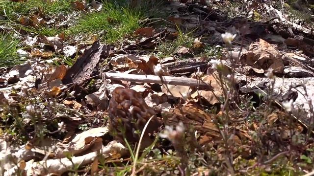 Весенние грибы в Германии. смотреть онлайн