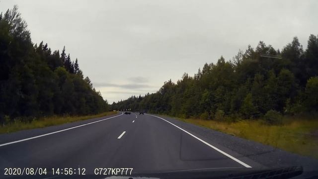 Медведи на пермской трассе смотреть онлайн