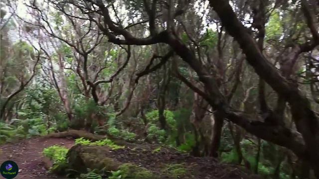 Расслабляющая музыка, расслабляющий звук джунглей с птицами и природой смотреть онлайн