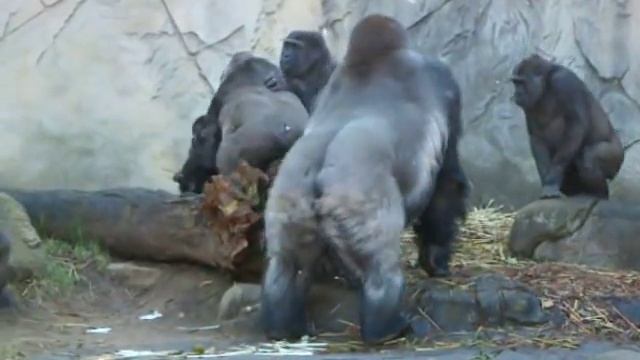 GORILLA'S FIGHTING