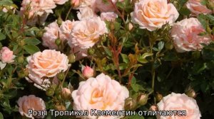 Роза Клементина