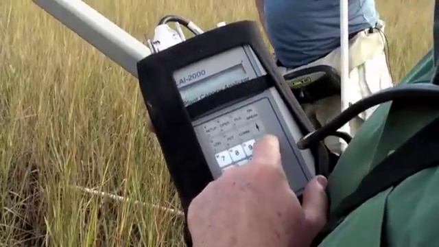 Coastal Louisiana: Impacts of Hurricanes on Salt Marsh and Mangrove Wetlands смотреть онлайн