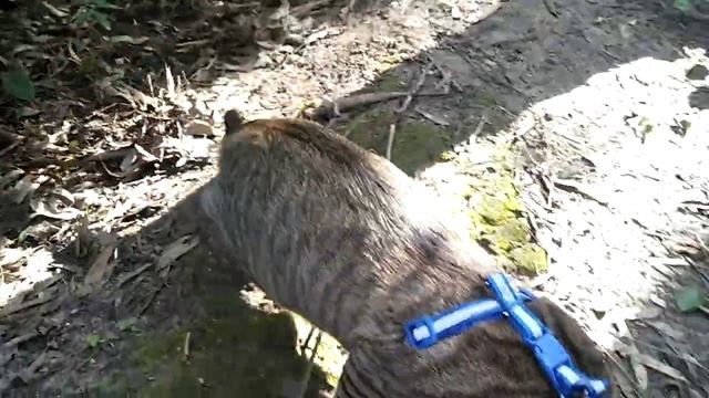 Мой кот уже свободно гуляет без поводка смотреть онлайн
