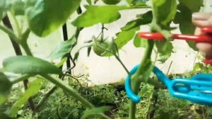 Лайфхак для подвязки томатов
