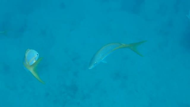 Снорклинг. Куба. Варадеро (Snorkeling Cuba Varadero ). Парус с пляжа отеля Occidental Arenas Blanca смотреть онлайн